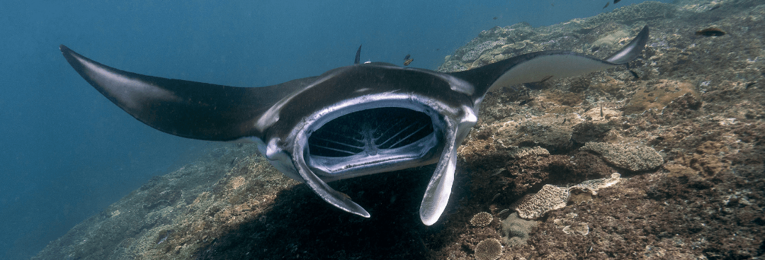 Nusa Penida Manta