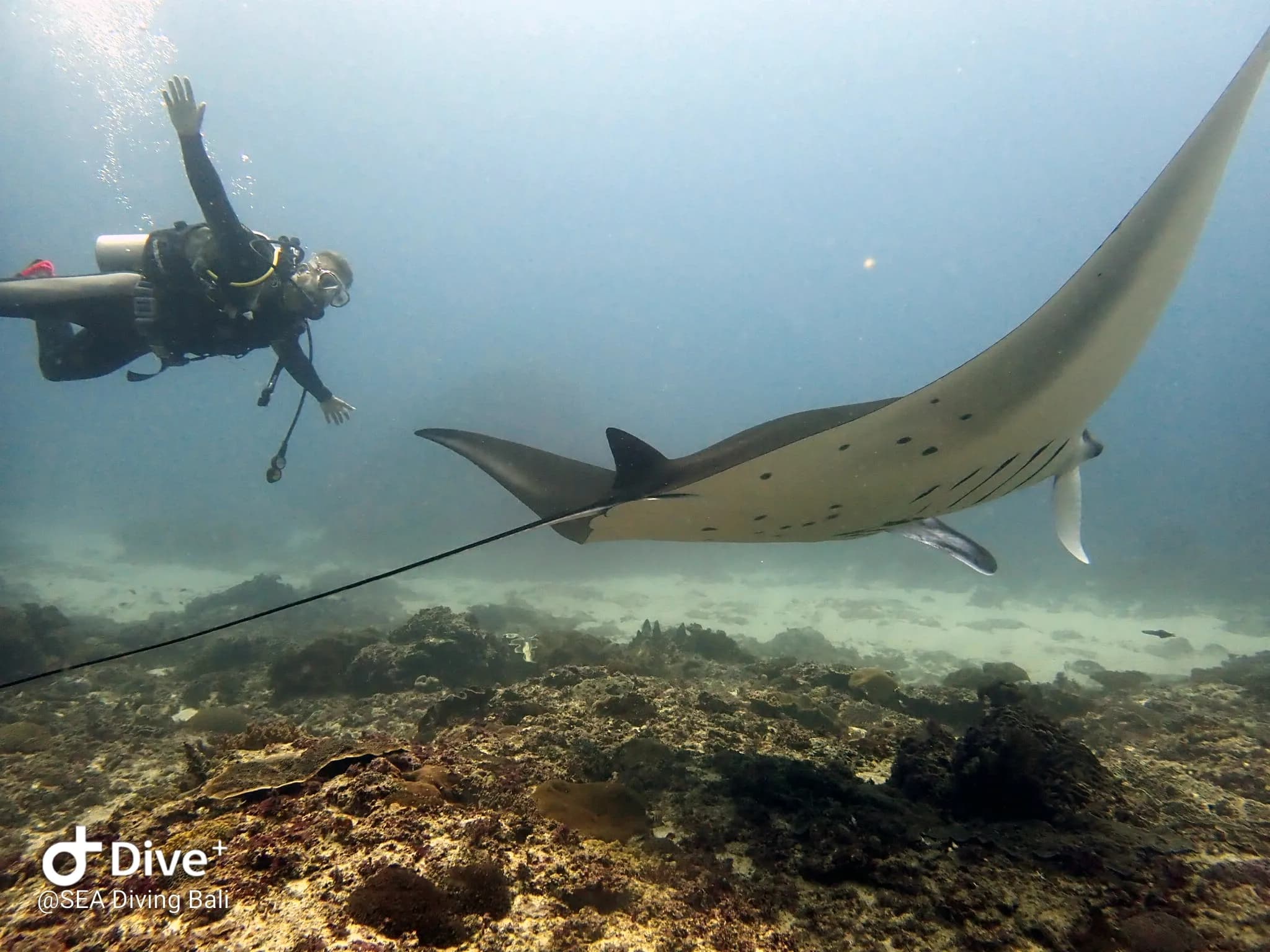 Diving in Bali with S.E.A. Diving Bali